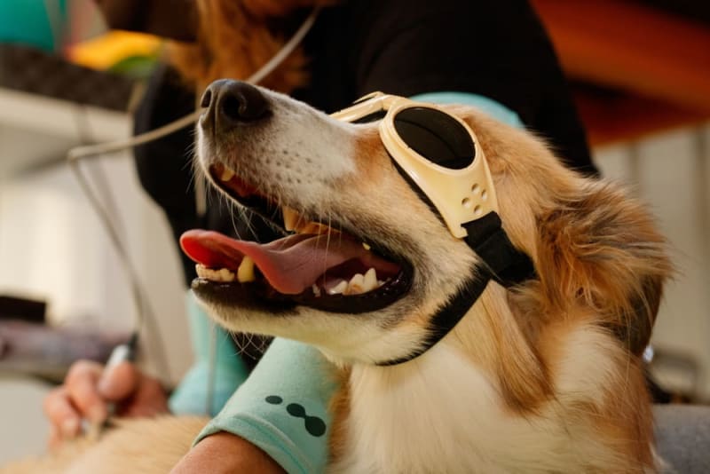 Benefits of Cold Laser Therapy for Dogs