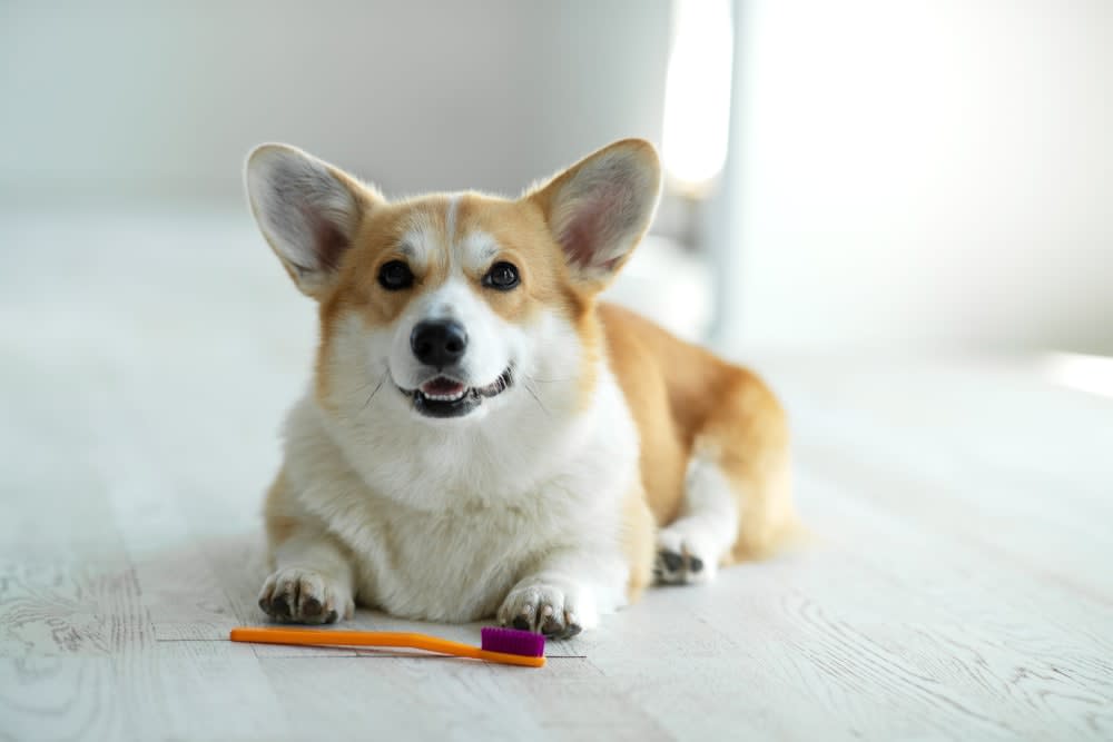 Common Dental Problems in Dogs