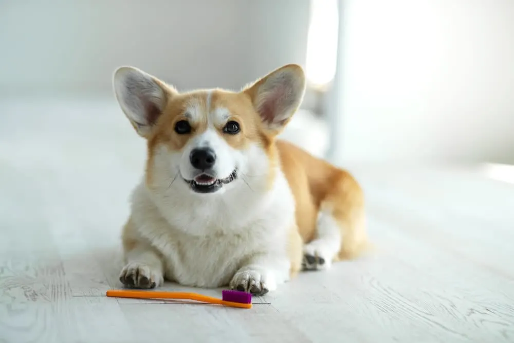 Common Dental Problems in Dogs Common Dental Problems in Dogs