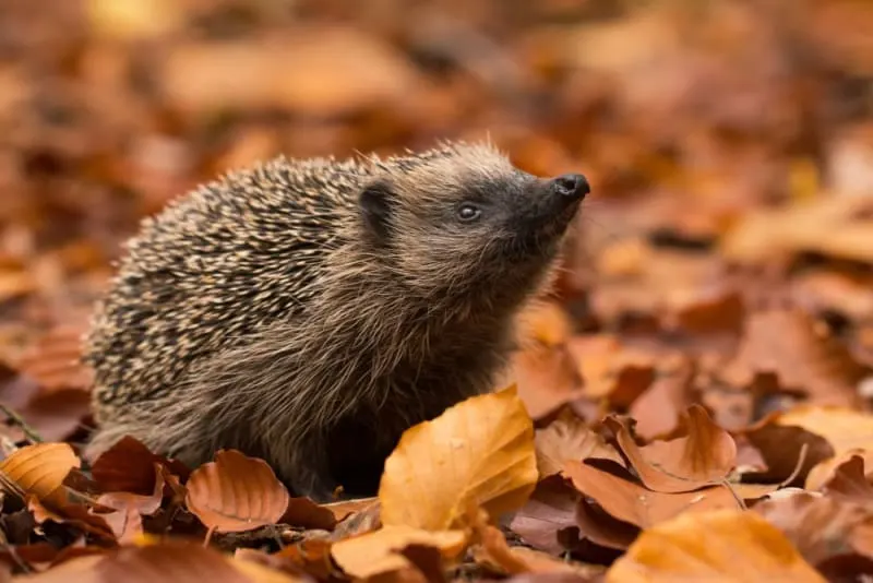 Interesting Facts About Hedgehogs