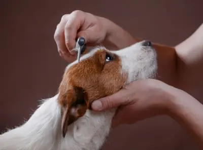 How to Keep a Dog Calm While Grooming