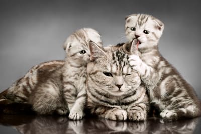 Signs That Your Cat May Be Pregnant