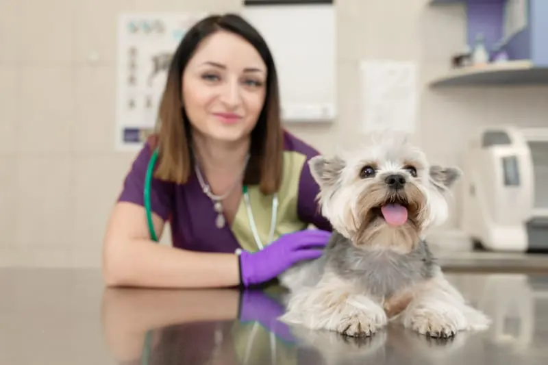 Understanding Why Your Dog Needs A Blood Test