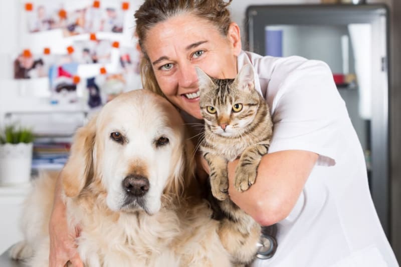 What to Expect When You Attend a Wellness Exam for Your Pet