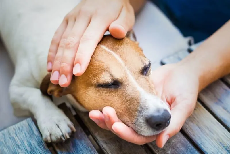 Dog Kidney Failure: Treatment & Recovery