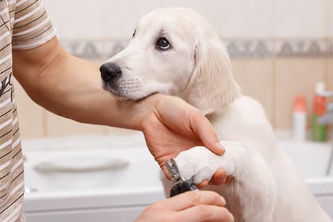 Grooming Your Dog or Cat: Bathing, Haircutting, Nail Trimming & More Grooming Your Dog or Cat: Bathing, Haircutting, Nail Trimming & More