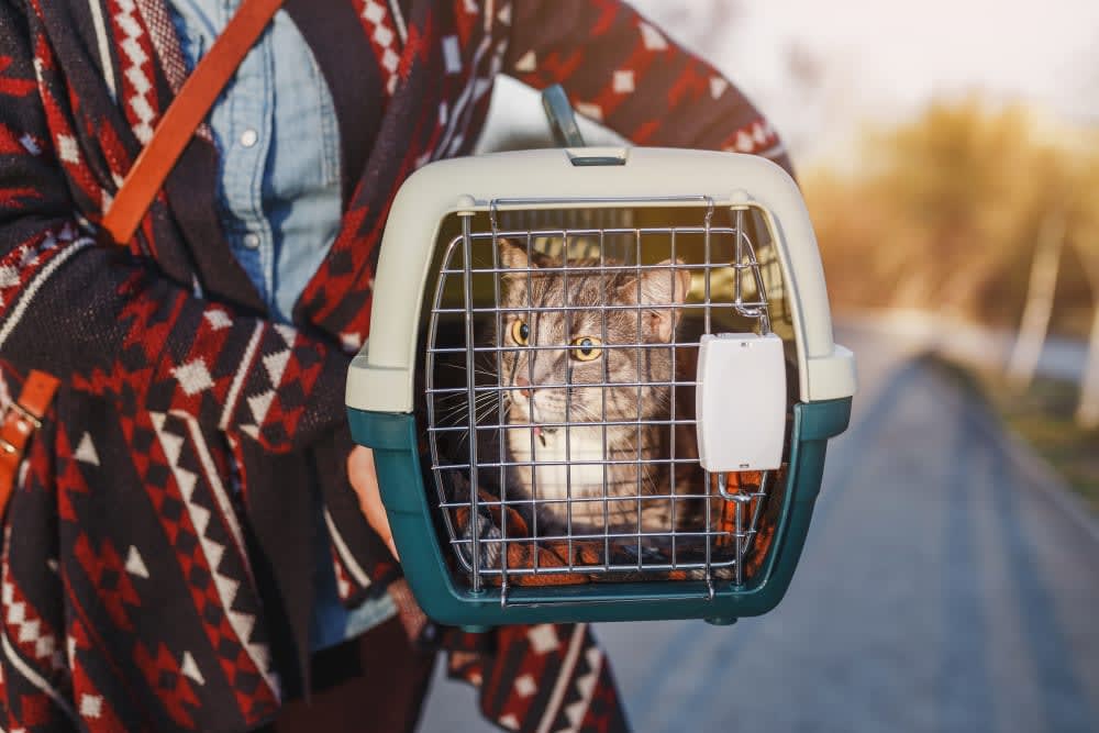 How to Travel With a Cat: Tips For a Low-stress Trip