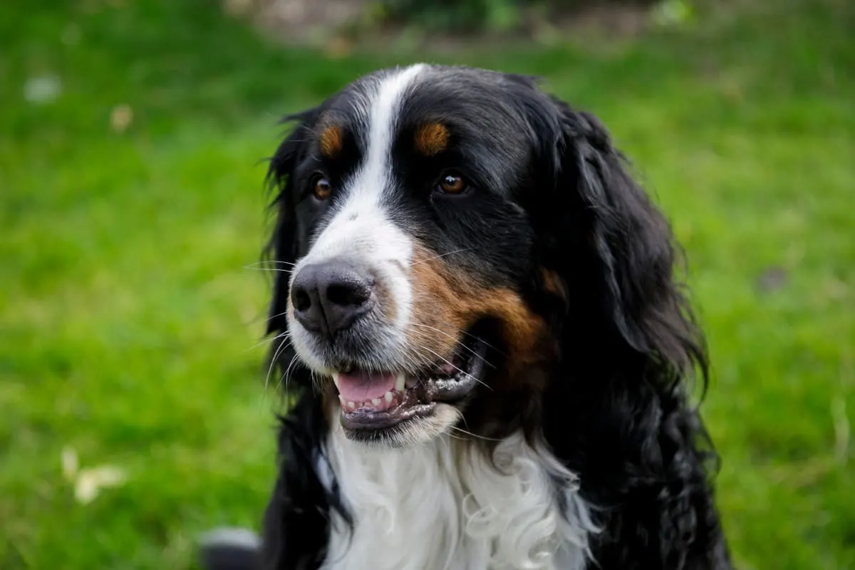 Signs Of Dental Pain In Dogs