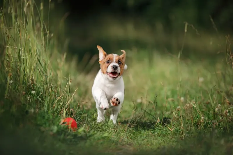 Ehrlichiosis Symptoms In Dogs Ehrlichiosis Symptoms In Dogs