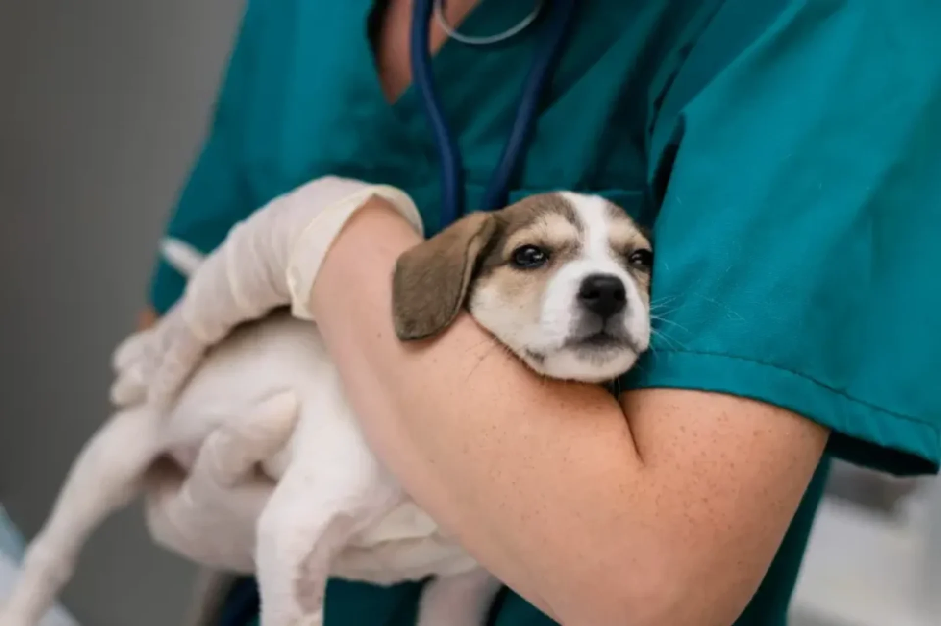 Veterinarian holding a puppy being affectionate.