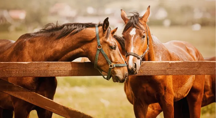 January Newsletter: How Often Should Horses Have Wellness Exams? January Newsletter: How Often Should Horses Have Wellness Exams?