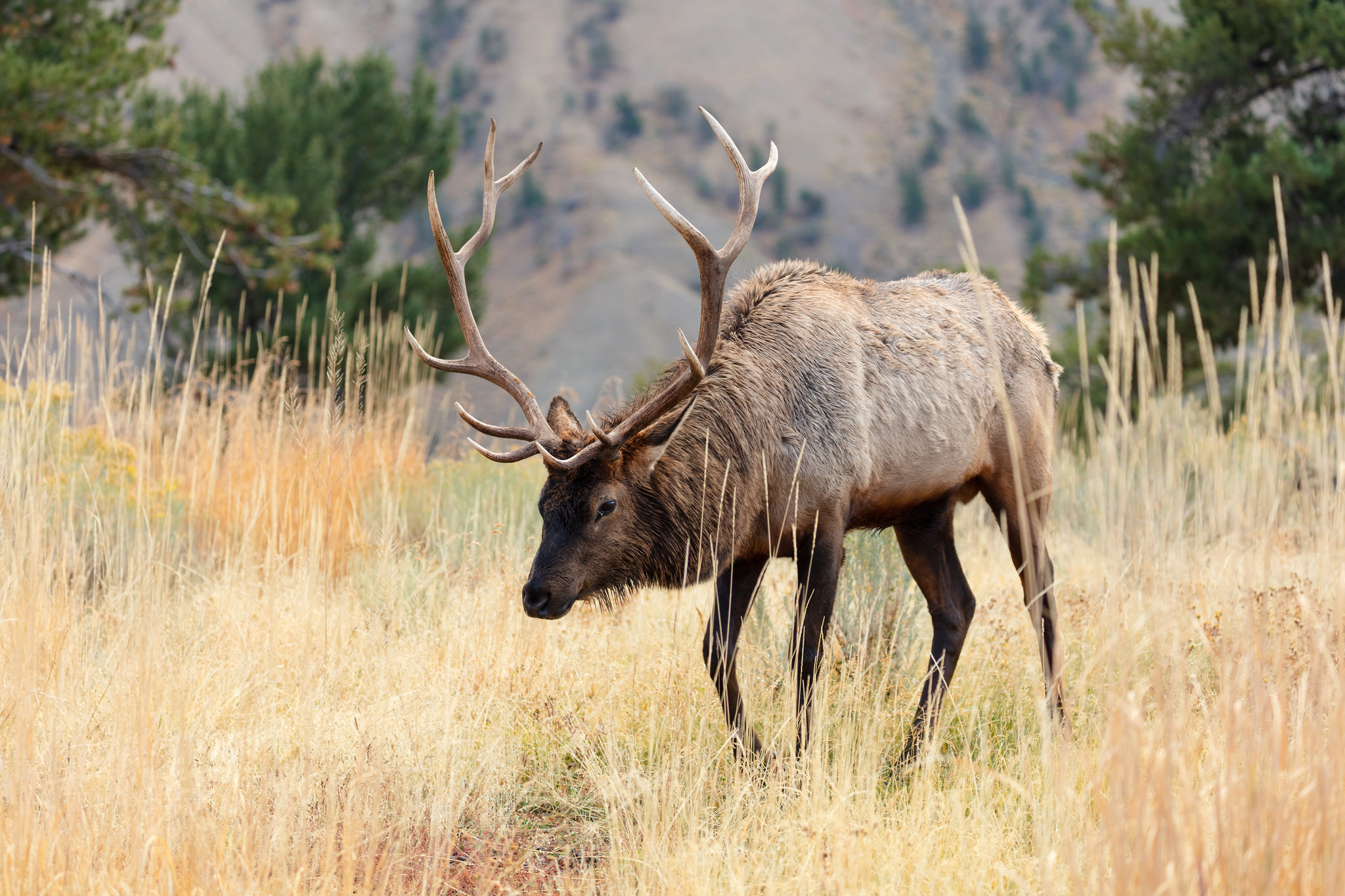 Elk