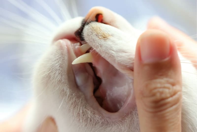 7 Common Dental Diseases In Cats 7 Common Dental Diseases In Cats