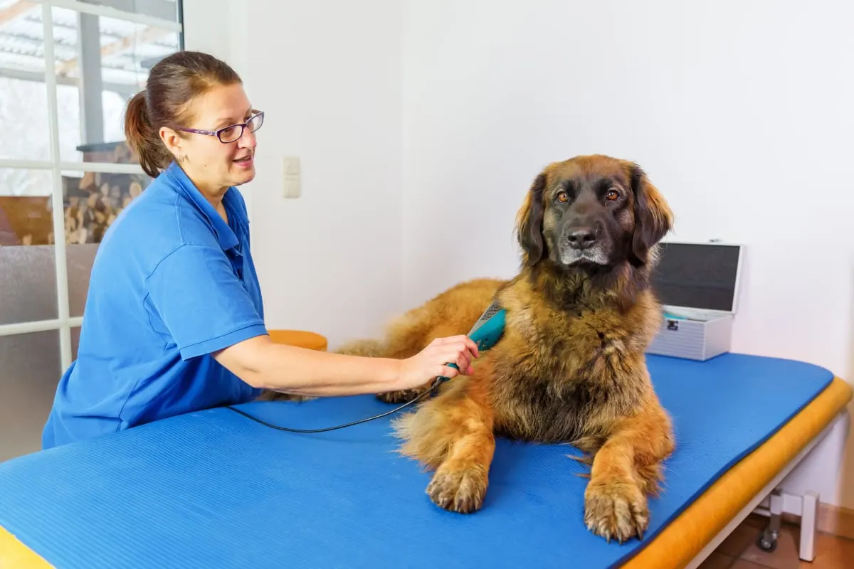 Large breed Leonberger dog receiving therapeutic laser treatment from a veterinary professional on a padded exam table to manage musculoskeletal inflammation.