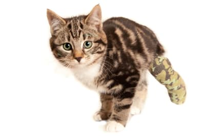 Cat Limping: When It's Time To Head To The Vet