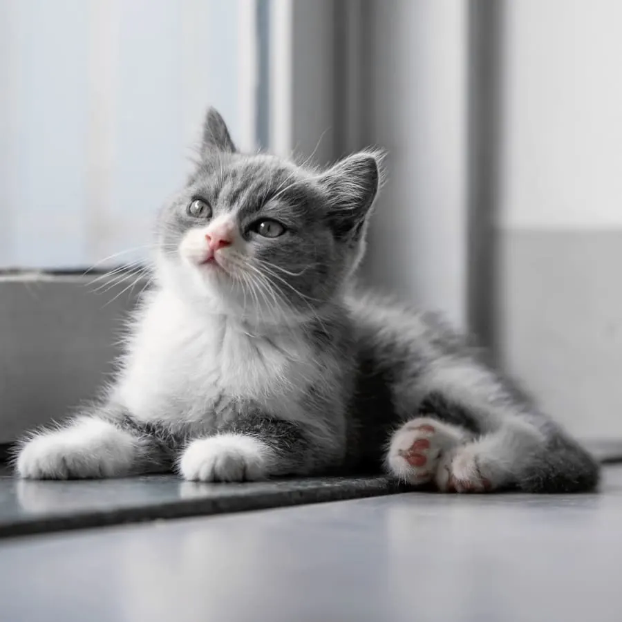 Laguna Hills Animal Hospital Generic Section Image