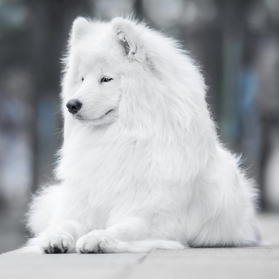 East Coweta Veterinary Hospital Generic Section Image