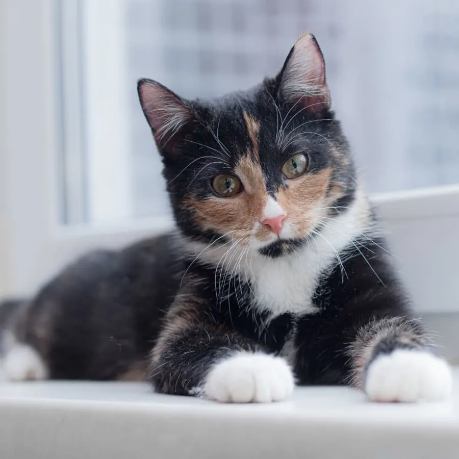 Brentwood Veterinary Clinic Generic Section Image