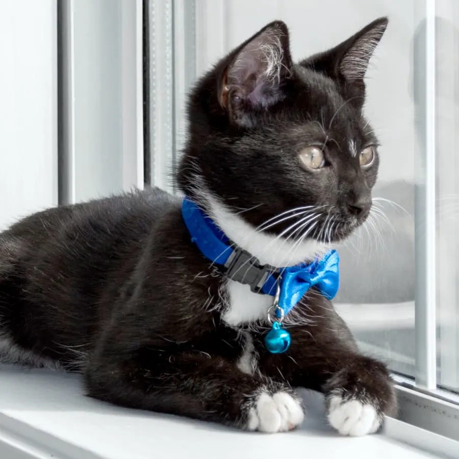 Eastham Veterinary Hospital Generic Section Image