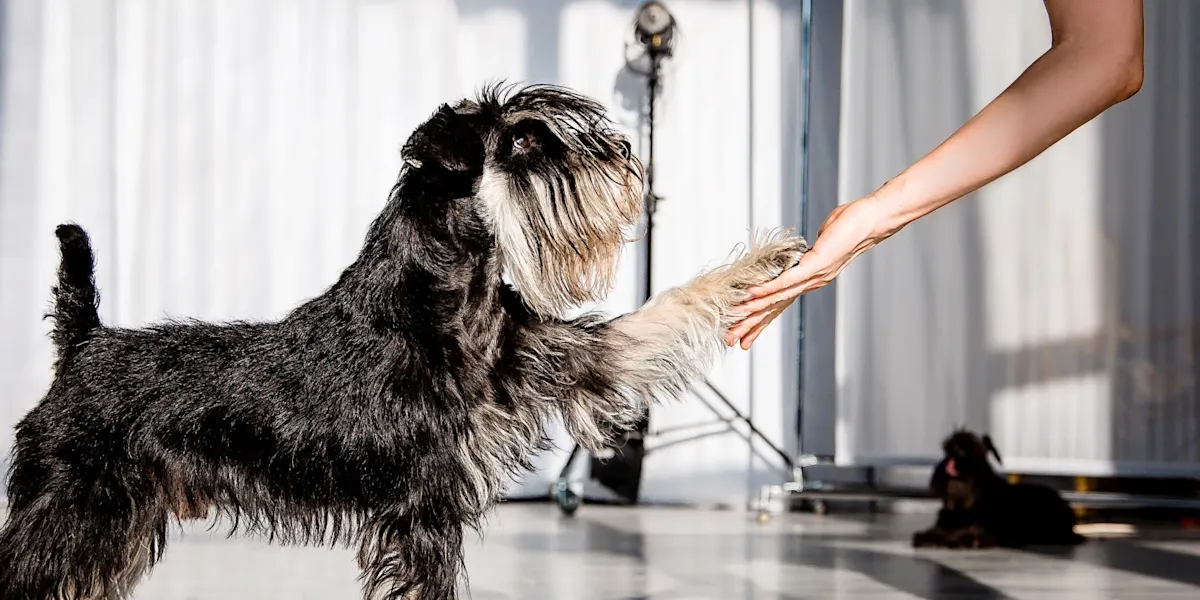 A black and silver Schnauzer standing in a bright indoor studio, extending its paw to shake hands with a person's hand. A black and silver Schnauzer standing in a bright indoor studio, extending its paw to shake hands with a person's hand.