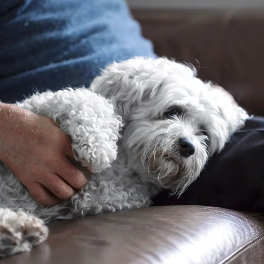 Fluffy hair dog laying on a sofa