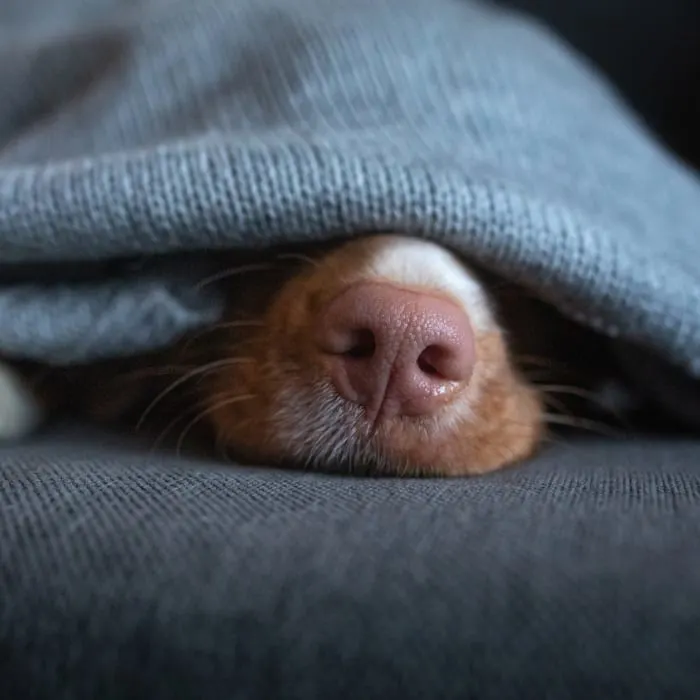 Aptos-Creekside Pet Hospital Generic Section Image