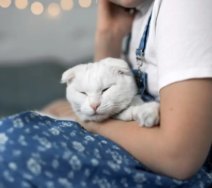 Santa Cruz Veterinary Hospital Hero Image Santa Cruz Veterinary Hospital Hero Image