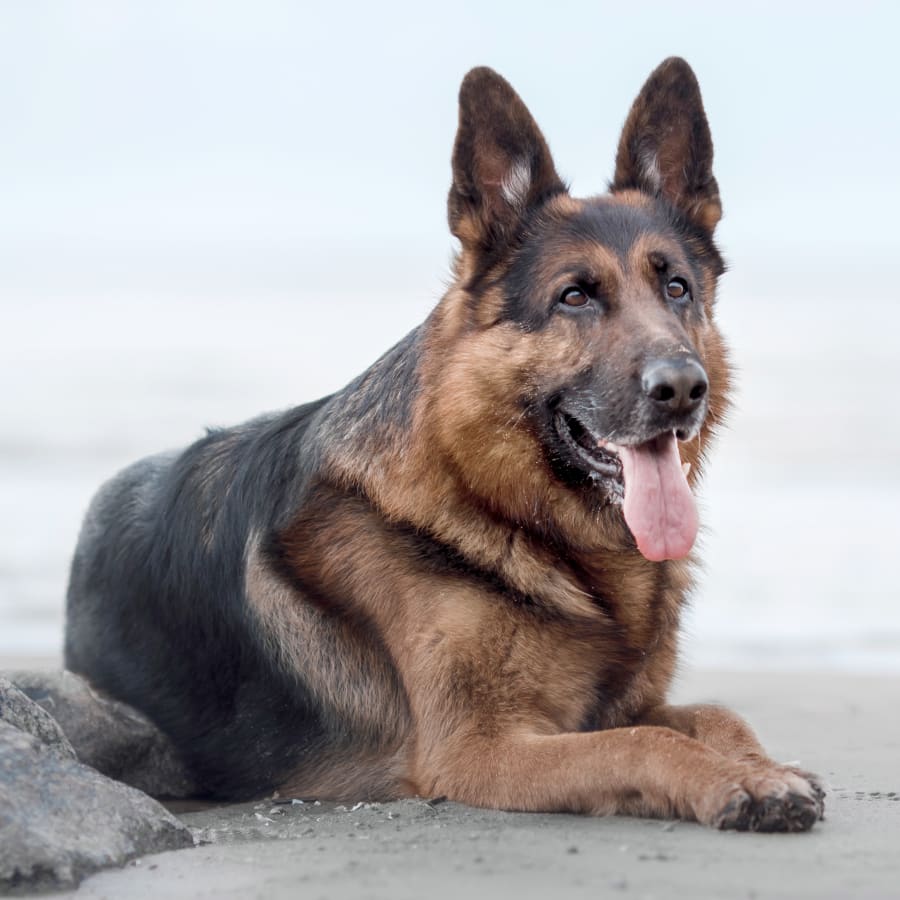 Laguna Hills Animal Hospital Generic Section Image