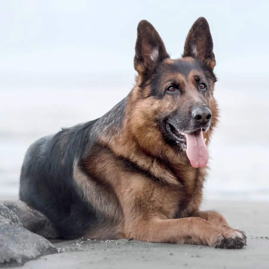 Laguna Hills Animal Hospital Generic Section Image