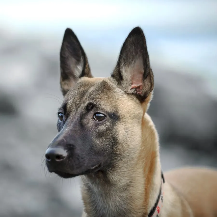 Brentwood Veterinary Clinic Generic Section Image