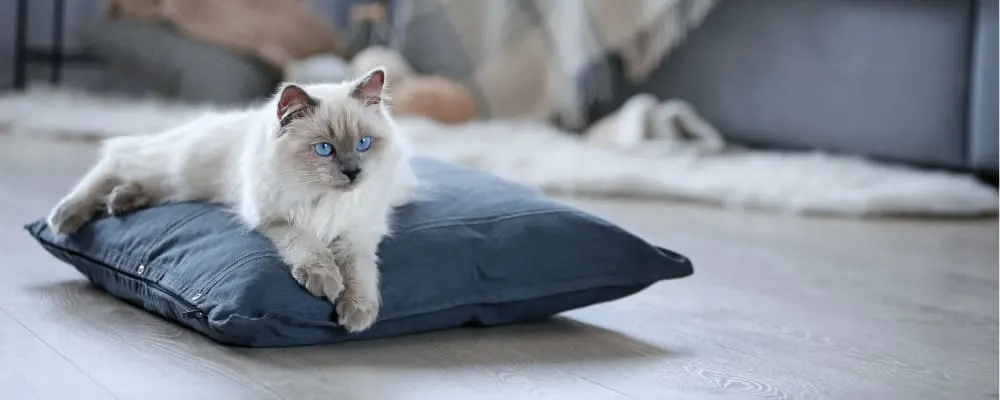 A fluffy cream-colored cat with striking blue eyes lying on a large grey pillow on a wooden floor. A fluffy cream-colored cat with striking blue eyes lying on a large grey pillow on a wooden floor.