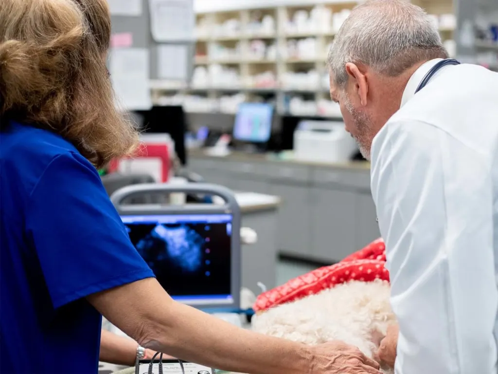 Veterinary team viewing real-time diagnostic imaging on an ultrasound monitor while examining a small white dog in a clinical pharmacy setting.