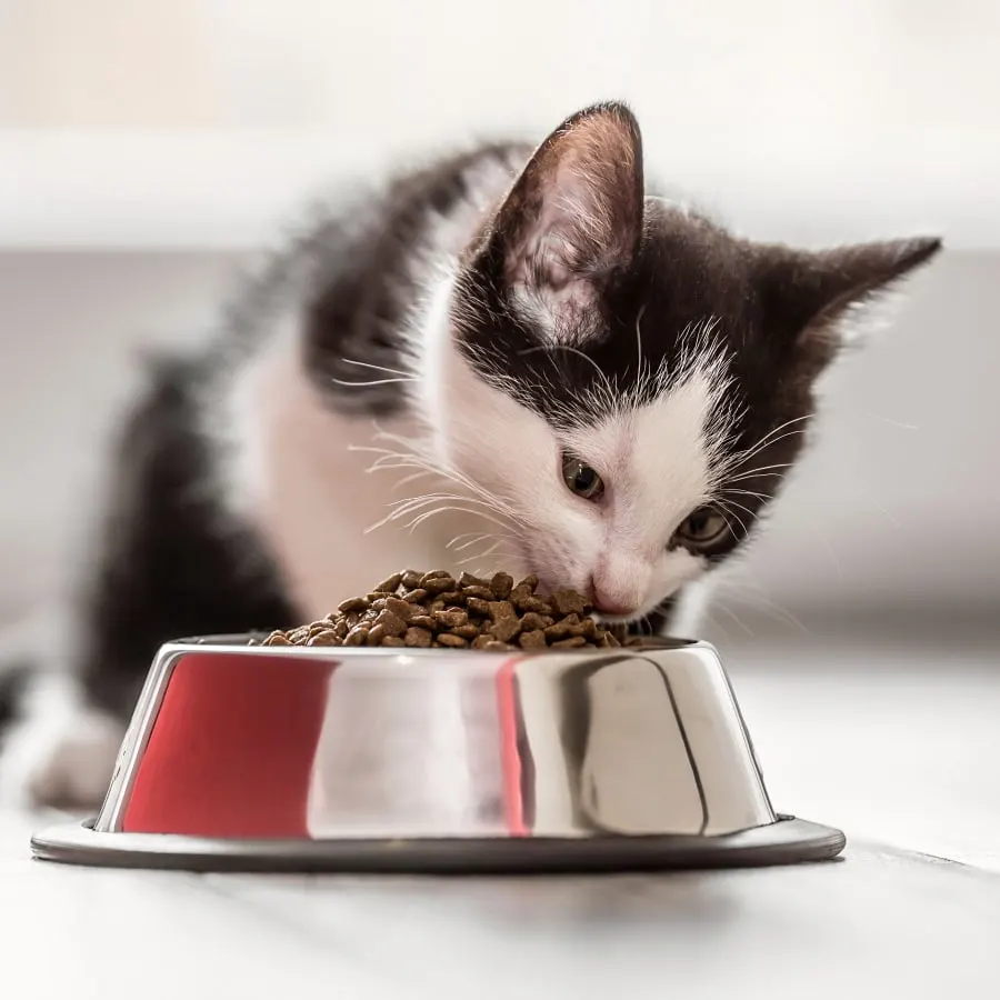 Welcome to Red Hills Veterinary Hospital in Gillette! Generic Section Image