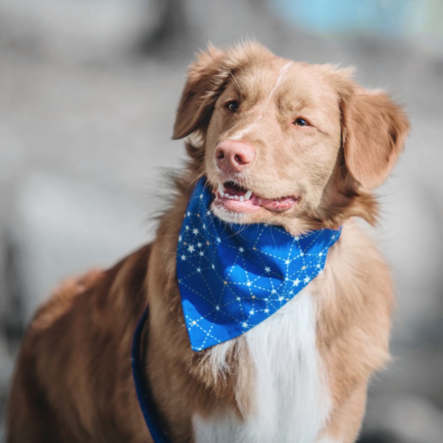 Eastham Veterinary Hospital Generic Section Image