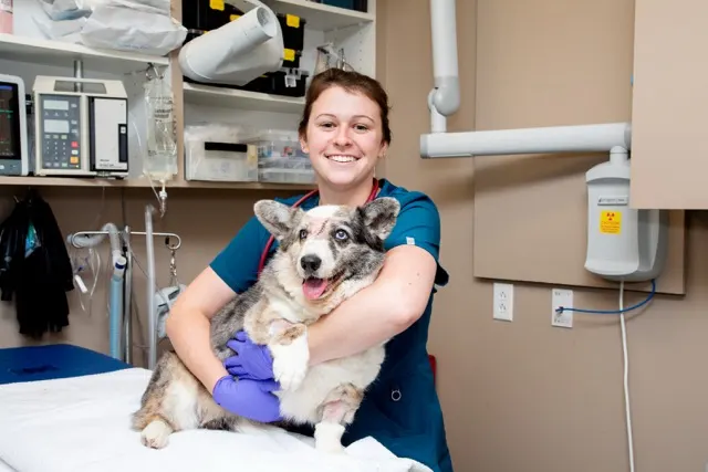 Veterinary technician in blue scrubs and purple gloves smiling while holding a merle Corgi