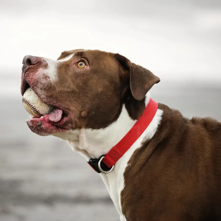 Welcome to Red Hills Veterinary Hospital in Gillette! Generic Section Image