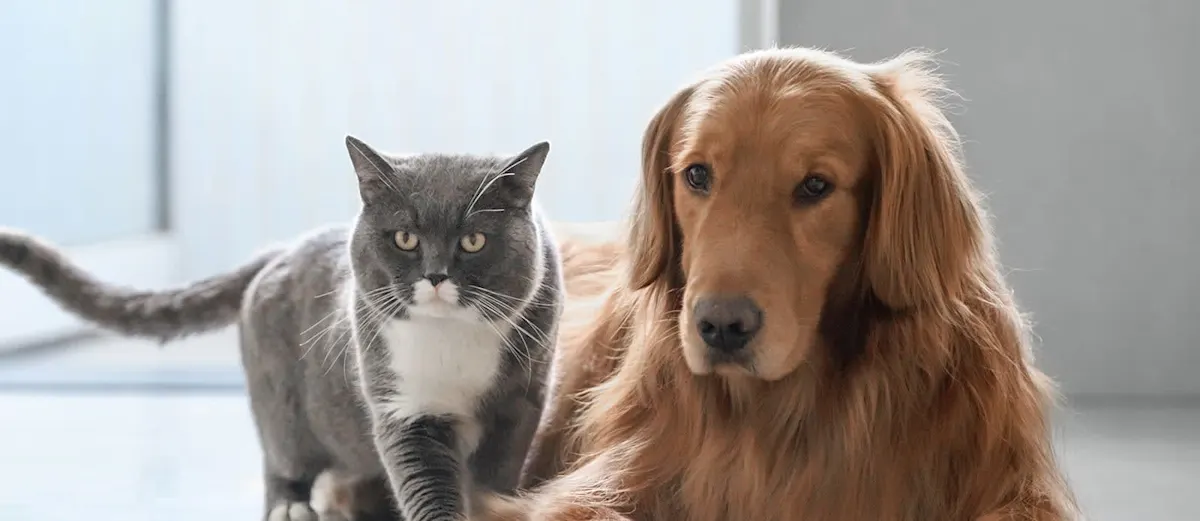 Brentwood Veterinary Clinic Hero Image Brentwood Veterinary Clinic Hero Image