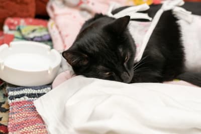 What is Medical Pet Boarding?