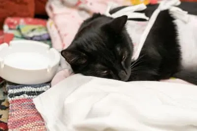 What is Medical Pet Boarding? What is Medical Pet Boarding?