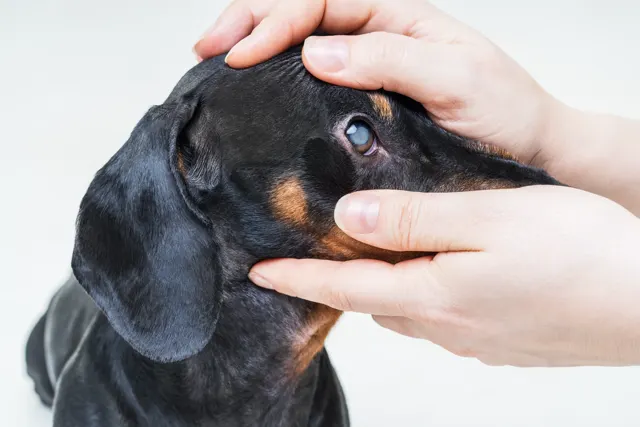 A close-up of a person's hands gently holding open the eye of a black and tan Dachshund to reveal a cloudy, white pupil, indicating a cataract. A close-up of a person's hands gently holding open the eye of a black and tan Dachshund to reveal a cloudy, white pupil, indicating a cataract.