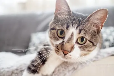 How often do you take a cat to the vet?