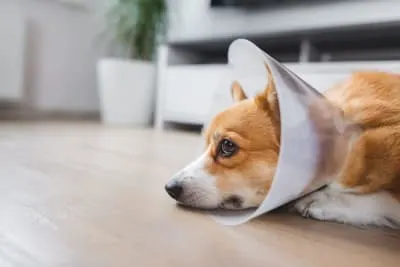 Signs of Infection After Spaying or Neutering Your Dog