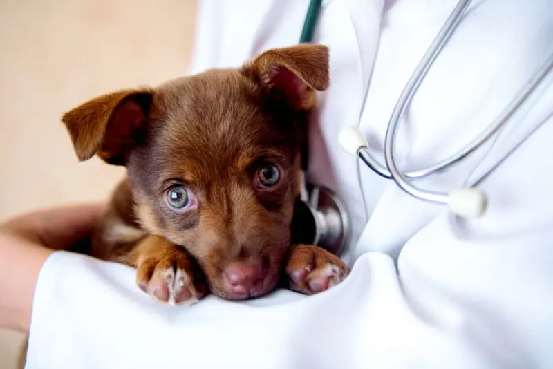 What Is Canine Influenza?