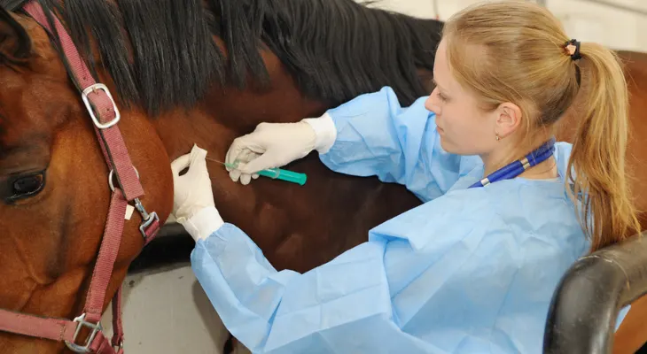What You Need to Know about Equine Vaccinations