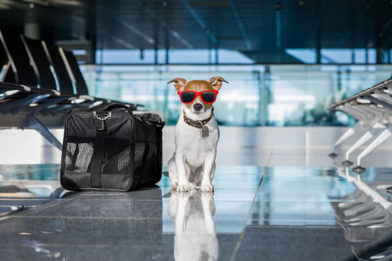 The Importance of Pet Health Certificates in Travel