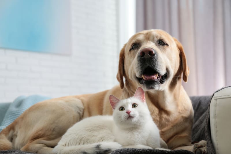 Choosing the Right Pet for Your Family