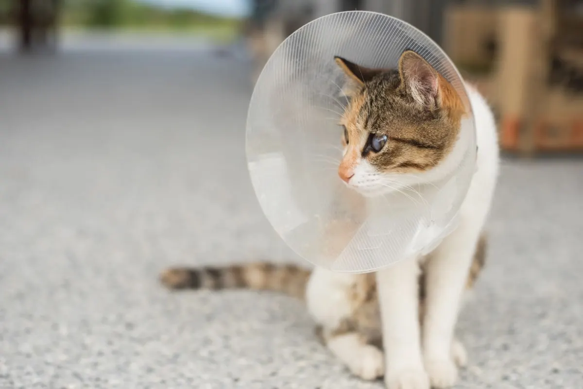 Should I Get Cat Vaccines for an Indoor Cat? Should I Get Cat Vaccines for an Indoor Cat?