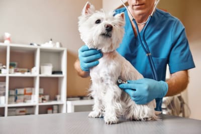 Ultrasound Examination in Dogs