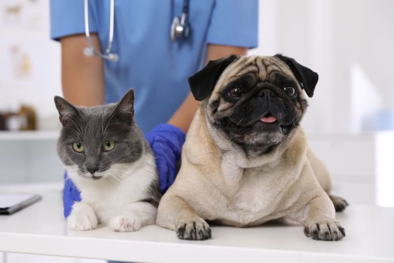 Routine Vet Exams: Why Regular Veterinary Checkups Are Important