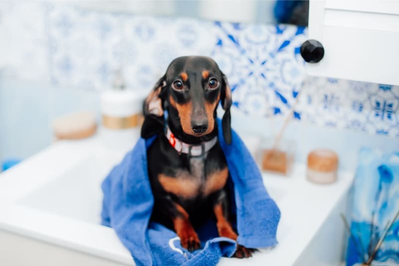 How often should you bathe your dog?